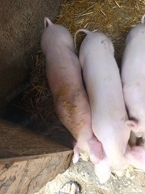 Vând purcei rasă de carne 