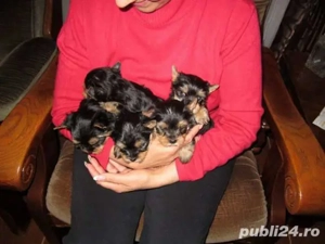 Yorkshire terrier toy - imagine 3