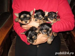 Yorkshire terrier toy - imagine 2