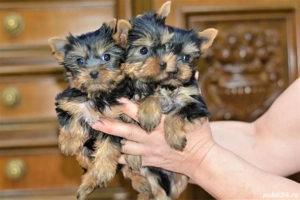 Yorkshire terrier