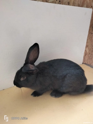 Iepuri de vanzare - imagine 2