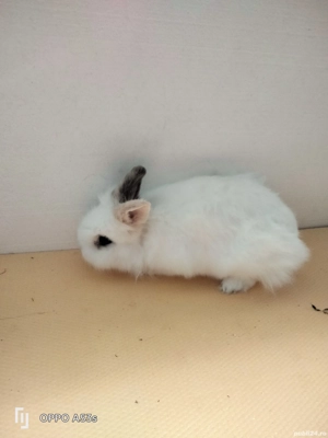 Iepuri de vanzare - imagine 3