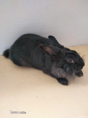 Iepuri de vanzare - imagine 4