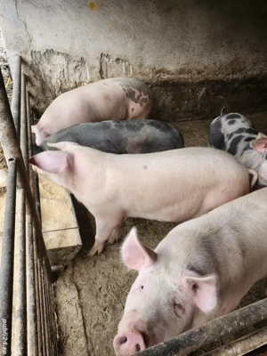 vand porci - imagine 2 vand porci - imagine 2