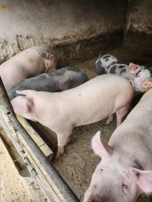 vand porci - imagine 3 vand porci - imagine 3