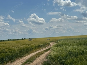 Vanzare Teren Rezidential Cernica Balaceanca 4000mp  - imagine 5