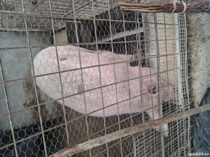 purcea de vânzare 250 kg  