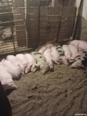 soldani de vinzare - imagine 2