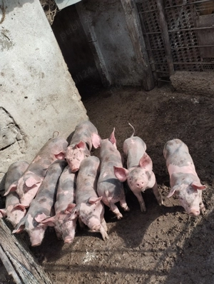 Vând purcei pietrain - imagine 2