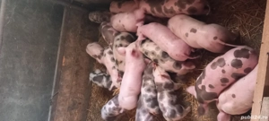 purcei de vânzare  - imagine 2 purcei de vânzare  - imagine 2