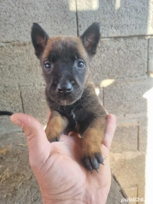 donez belgian Lup - imagine 2 donez belgian Lup - imagine 2