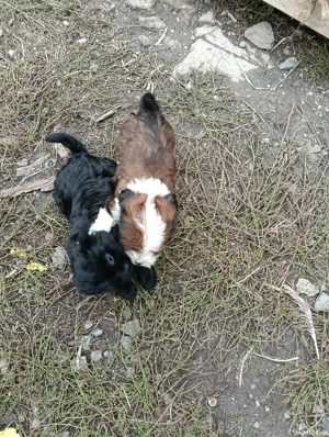 catei bechon - imagine 2 catei bechon - imagine 2