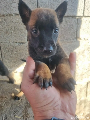 donez belgian Lup - imagine 5 donez belgian Lup - imagine 5