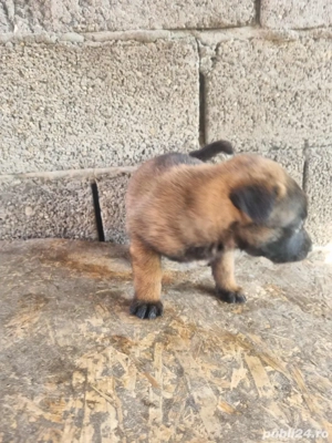 donez belgian Lup - imagine 4 donez belgian Lup - imagine 4