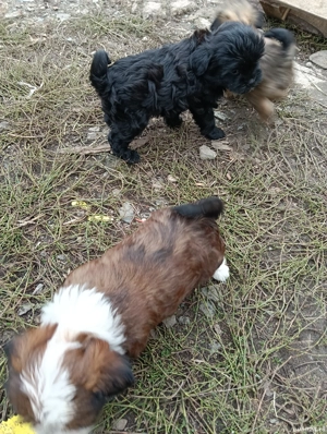 catei bechon - imagine 3 catei bechon - imagine 3