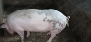 Vand purcele 130  150 kg 