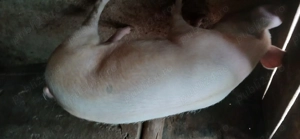 Vand purcele 130  150 kg  - imagine 3