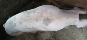 Vand purcele 130  150 kg  - imagine 5