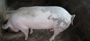 Vand purcele 130  150 kg  - imagine 4