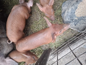 De vânzare  - imagine 2