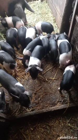 Porci si purcei bazna