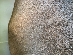 Vand Grau Exotic C1 de semanat