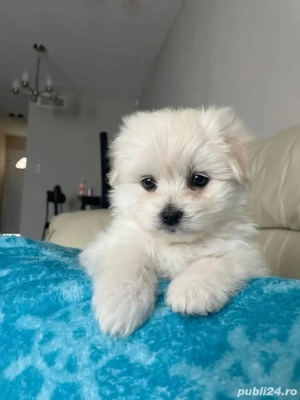 Vand bishonel talie mica 7 saptamani vaccinat si deparazitat cu carnet de sanatate