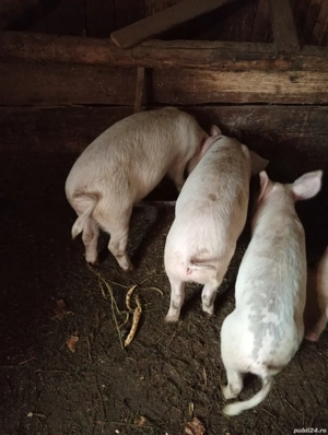 Vând șoldani  - imagine 3 Vând șoldani  - imagine 3