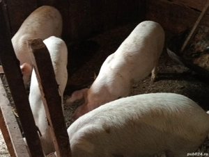 Vând șoldani  - imagine 2 Vând șoldani  - imagine 2