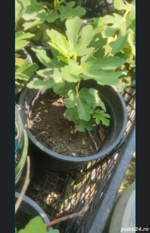 Smochin smochini in ghivece preț începând de la 15 lei