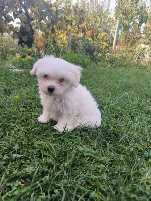 Vând pui bichon maltez - imagine 2 Vând pui bichon maltez - imagine 2