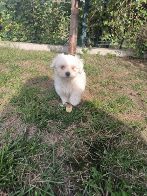 Vând pui bichon maltez - imagine 3 Vând pui bichon maltez - imagine 3