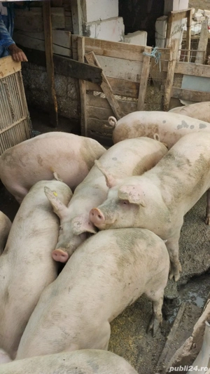 porci de vanzare crescuti natural - imagine 2