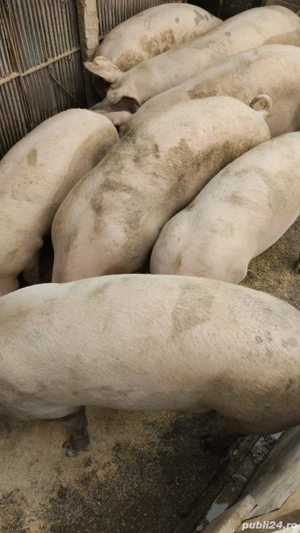 prorcu de carne marle alb cu landrace   - imagine 2