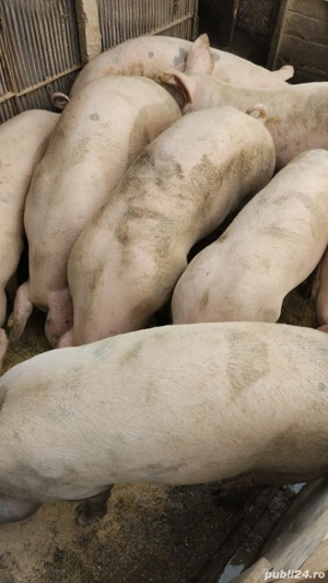 prorcu de carne marle alb cu landrace  