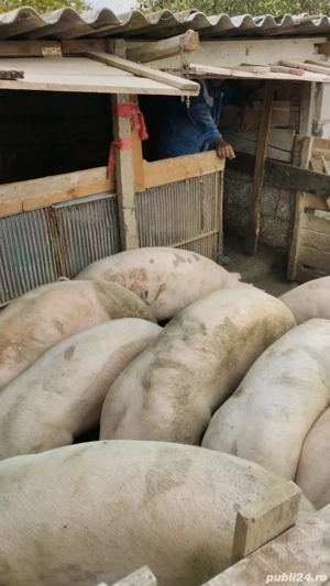 prorcu de carne marle alb cu landrace   - imagine 3