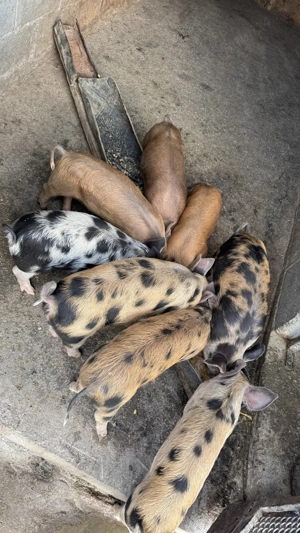 Purcei de vanzare - imagine 2