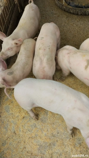 purcei de rasa au 10 saptamni 