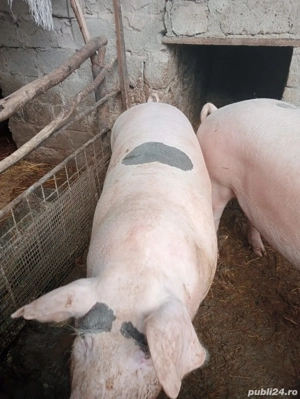 porc de vânzare  - imagine 2