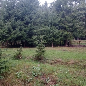 Teren Stațiunea Muntele Băișorii Cluj - imagine 5