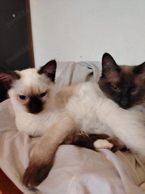 Pisicuțe rasa birmaneza