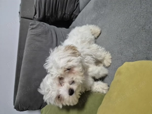 Cățeluși bichon havanez  - imagine 5