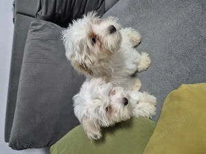 Cățeluși bichon havanez  - imagine 4