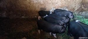 vand (schimb)purcei vietnamezi - imagine 2