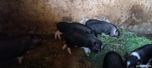 vand (schimb)purcei vietnamezi - imagine 3