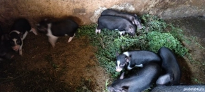 vand purcei vietnamezi