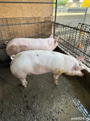 PURCEA de Vanzare  - imagine 3