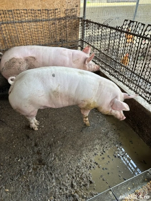 PURCEA de Vanzare  - imagine 4