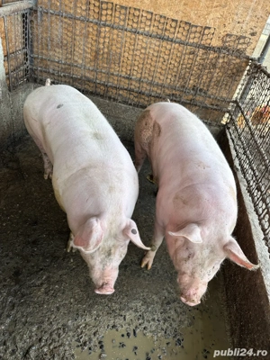 PURCEA de Vanzare  - imagine 2
