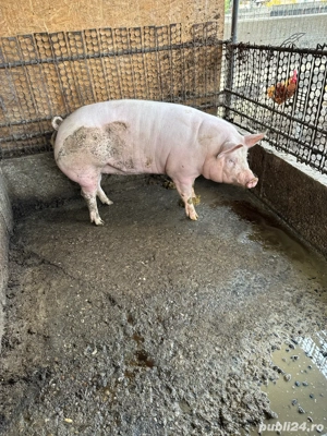 PURCEA de Vanzare  - imagine 5